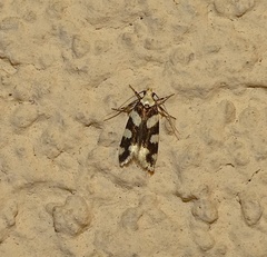 Pseudotelphusa tessella