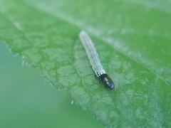 Lepidoptera