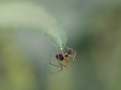 Araneomorphae