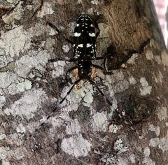 Anoplophora glabripennis