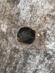 Anoplophora glabripennis