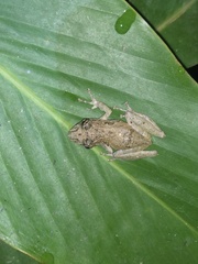 Scinax x-signatus