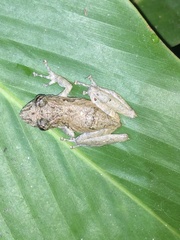 Scinax x-signatus