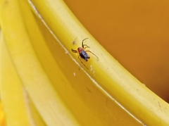 Micrathena marta
