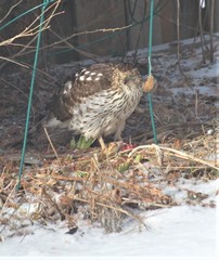 Accipiter cooperii