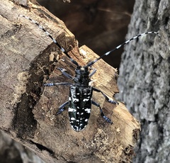 Anoplophora glabripennis