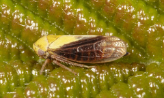 Oncopsis flavidorsum