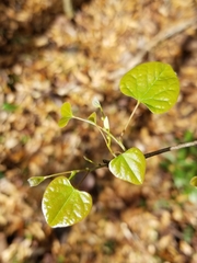 Cercis canadensis image