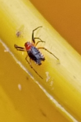 Micrathena marta
