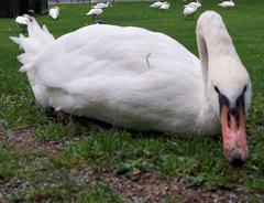 Cygnus olor