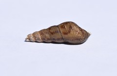 Melanoides