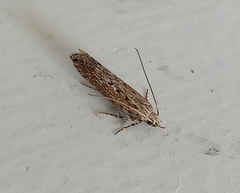 Phthorimaea operculella