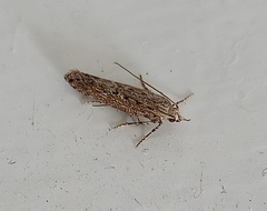 Phthorimaea operculella