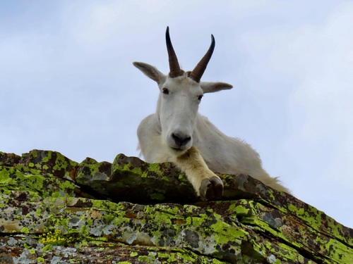 Mountain Goat photographed in Idaho