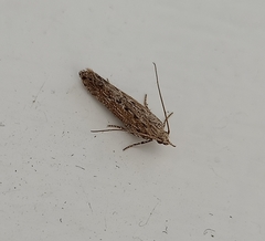 Phthorimaea operculella