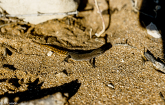 Saurodactylus brosseti