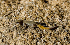Saurodactylus brosseti