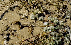 Acanthodactylus erythrurus lineomaculatus