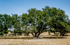Argania spinosa