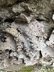 Dermatocarpon muhlenbergii