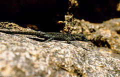 Quedenfeldtia moerens