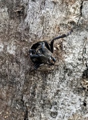 Anoplophora glabripennis