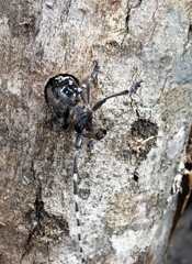 Anoplophora glabripennis