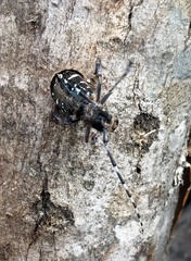Anoplophora glabripennis