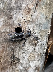 Anoplophora glabripennis