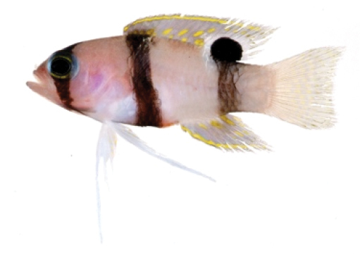 Banded Basslet