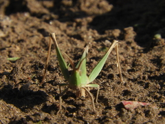 Allotruxalis gracilis