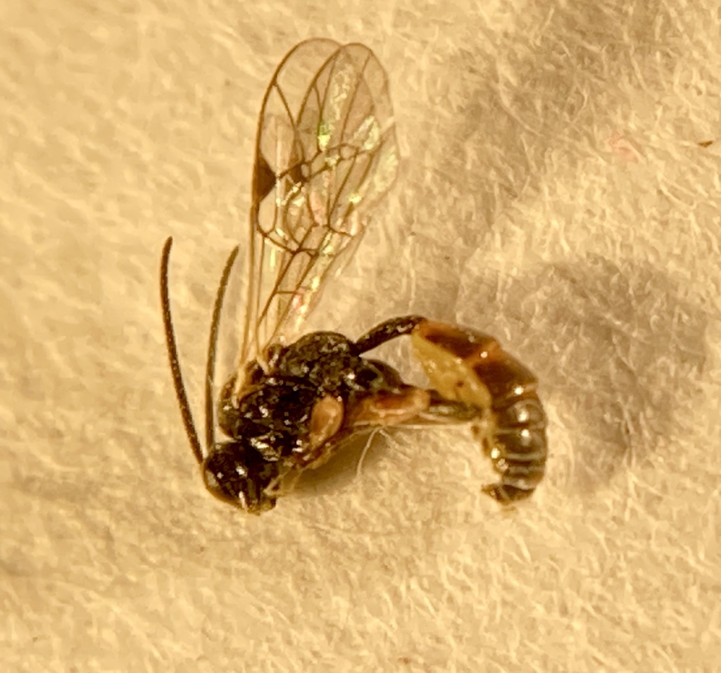 Orthopelma mediator