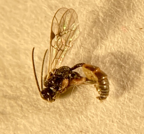 Orthopelma mediator