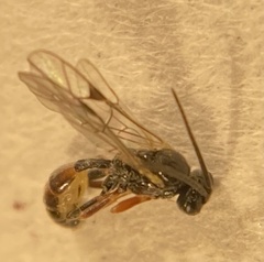 Orthopelma mediator