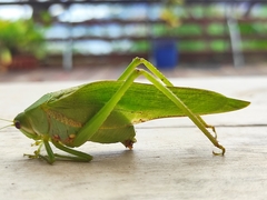 Philophyllia guttulata