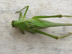 Philophyllia guttulata