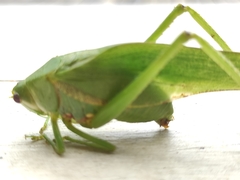 Philophyllia guttulata