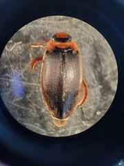 Coptotomus longulus longulus