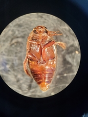 Coptotomus longulus longulus
