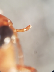 Coptotomus longulus longulus