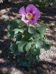 Paeonia coriacea