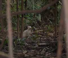 Dasyprocta variegata