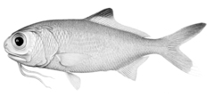 Pacific Beardfish photo 2