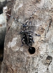 Anoplophora glabripennis
