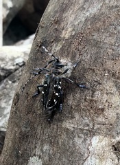 Anoplophora glabripennis