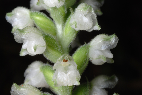 Downy rattlesnake plantain (Goodyera pubescens)