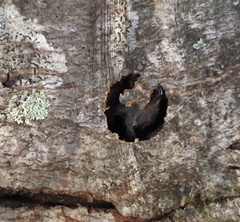 Anoplophora glabripennis