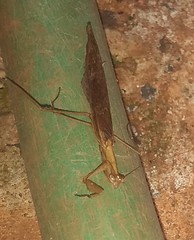 Mantodea