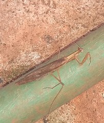 Mantodea