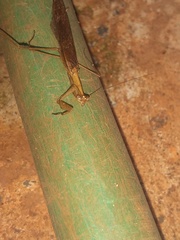 Mantodea
